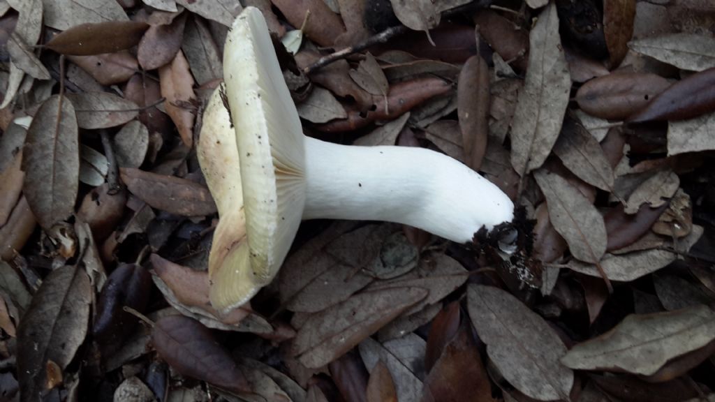 Russula